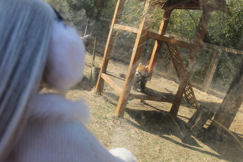 富士サファリパーク 117