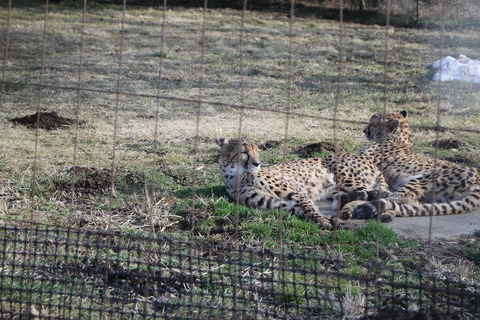富士サファリパーク 201