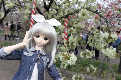 大阪城公園花見 123