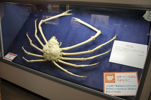USJ、大阪自然史博物館 397