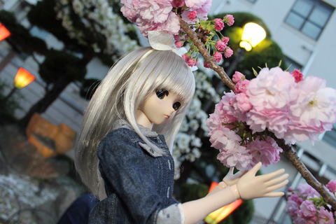 大阪城公園花見 174