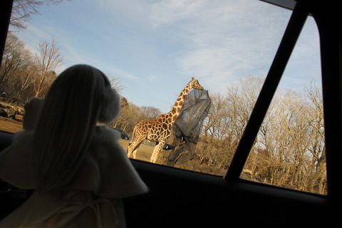 富士サファリパーク 229