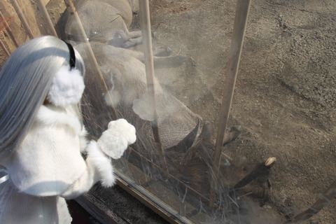 富士サファリパーク 128