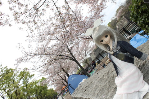 大阪城公園花見 041