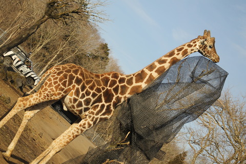 富士サファリパーク 228