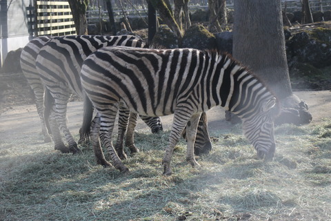 富士サファリパーク 231