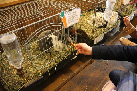 富士サファリパーク 105