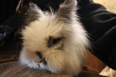 富士サファリパーク 097