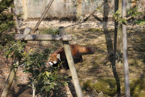 富士サファリパーク 112