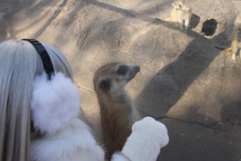 富士サファリパーク 133