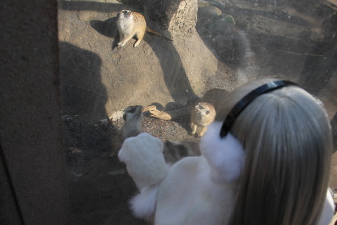 富士サファリパーク 145