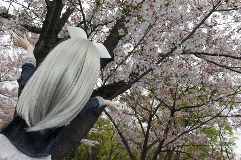大阪城公園花見 066