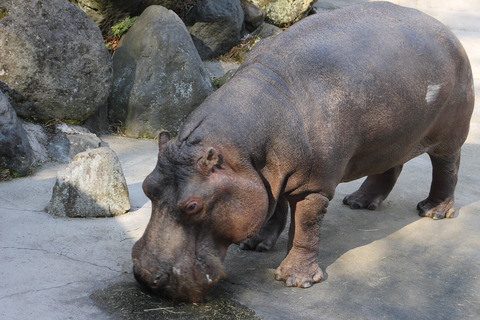 富士サファリパーク 165