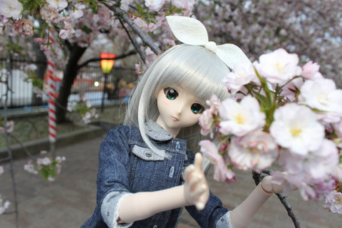 大阪城公園花見 160-2