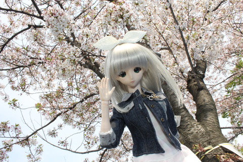 大阪城公園花見 028