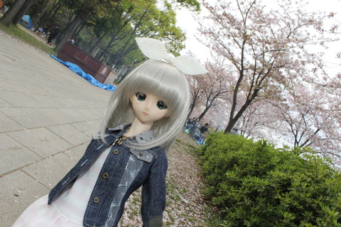 大阪城公園花見 044