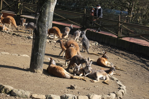 富士サファリパーク 122