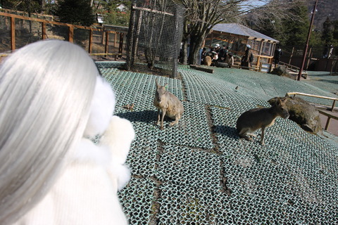 富士サファリパーク 119