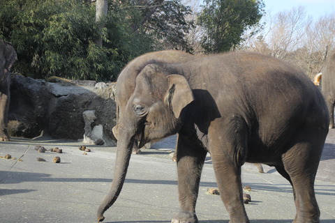 富士サファリパーク 214