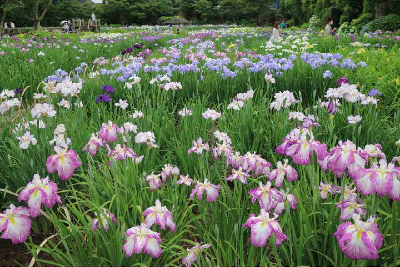 染谷花しょうぶ園 Otans Diary