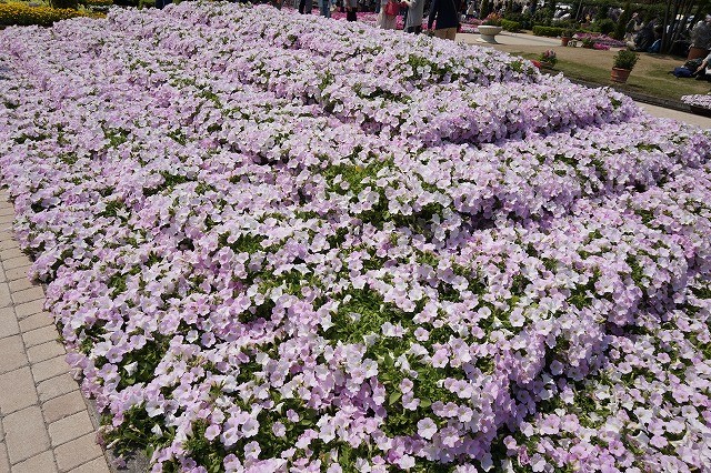 DSC08004