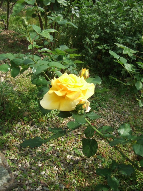 ae578dde.jpg