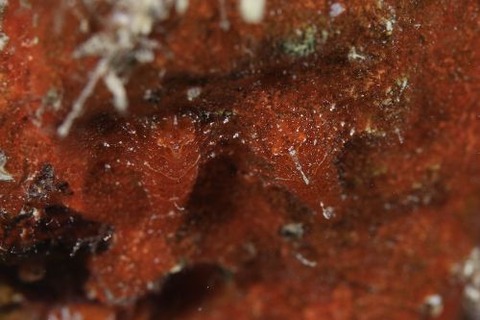 ヂェラストカリス・パロンアェ