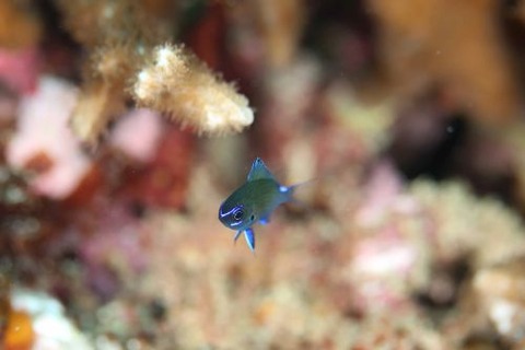 アマミスズメダイ