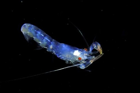 刺激的な水中生物