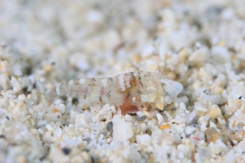 ヤドリエビモドキ