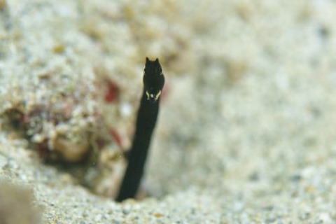 ハナヒゲウツボ