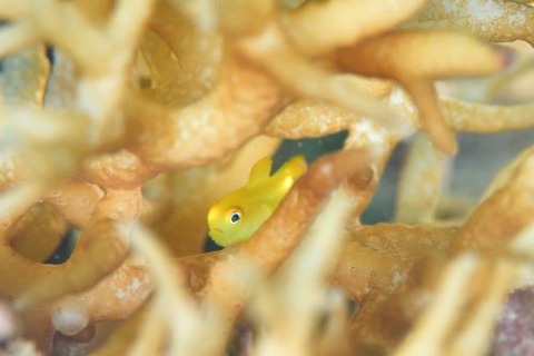 アカネダルマハゼ