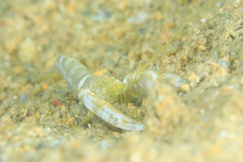 モンツキテッポウエビ