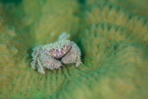 オウギガニ科の1種