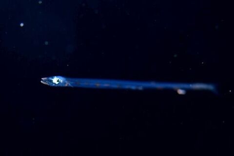 刺激的な水中生物