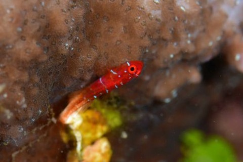 シマイソハゼ属の1種