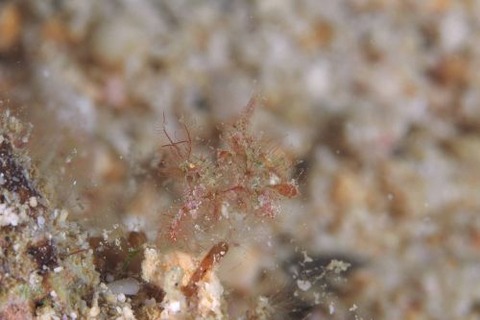 フィコカリス・シムランス