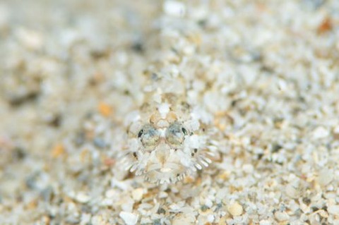 ヒゲモジャハゼ