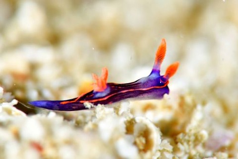 ウミウシ不明種