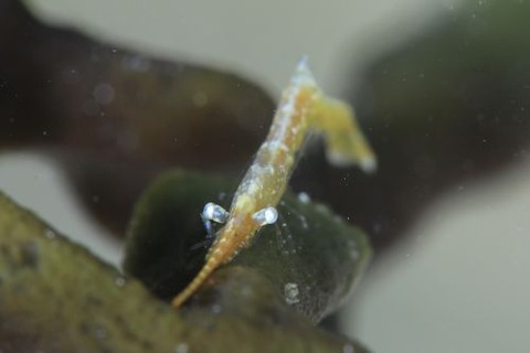 トガリモエビ属の1種