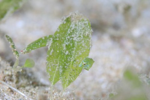 セダカカワハギ