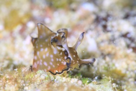 クロヘリアメフラシ