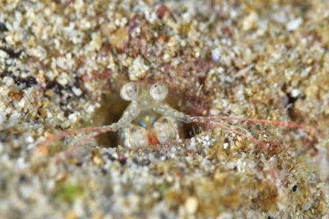 シャコのなかま