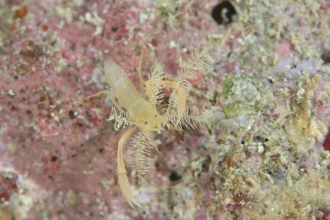 ミクロプロステマ・プルミコールネ