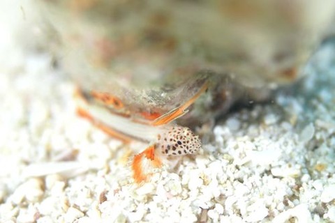 ホムラハゼ
