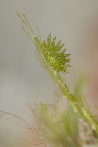 ミドリアマモウミウシ
