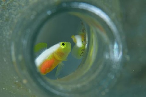 ナカモトイロワケハゼ