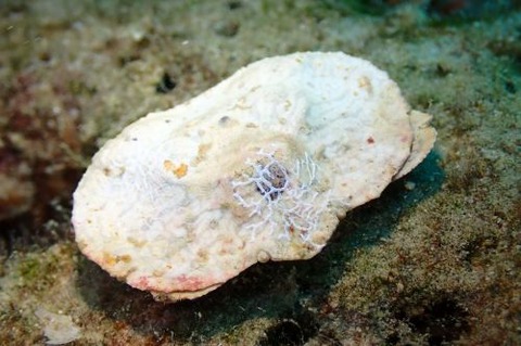 ヒメメンコヒシガニ