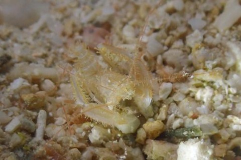 サンゴヒメエビ