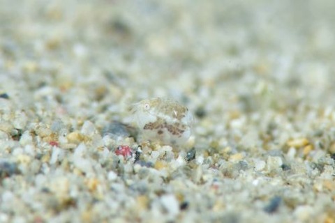 オキナワホテイヨコエビ